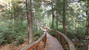 Path throuh the forest